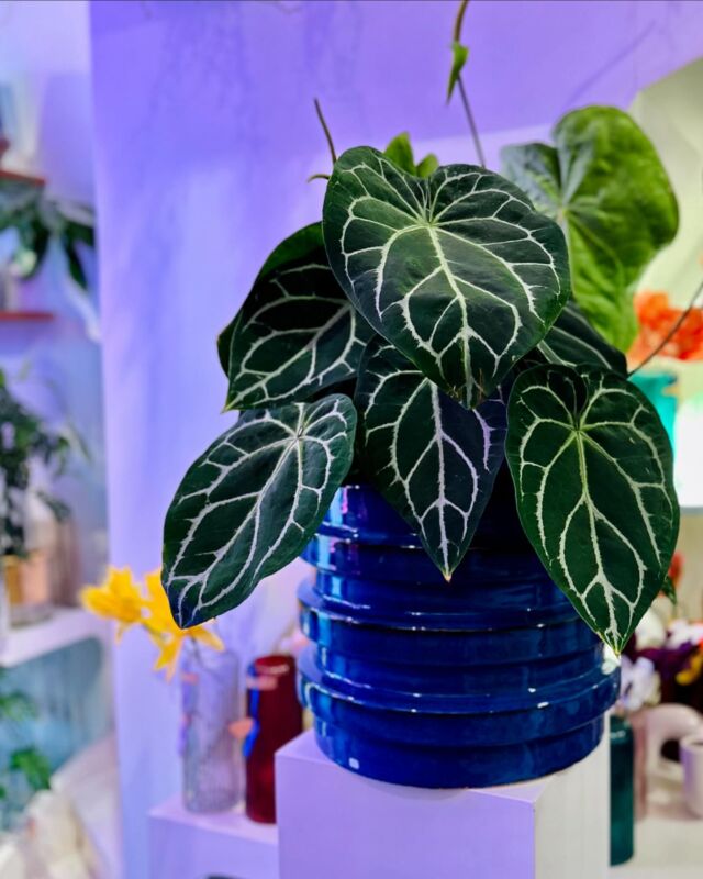 #anthurium #anthuriumclarinervium #plant #planten #tegekkeplant