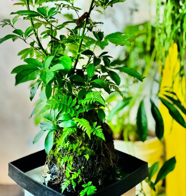 Deze schefflera en varentjes groeien op een vulkanische rots. Ideaal voor iemand die geen groene vingers heeft. Je hoeft alleen af en toe wat water in de schaal te gieten! 

#schefflera #varen #planten #plants #groenevingers #vulkanischsteen